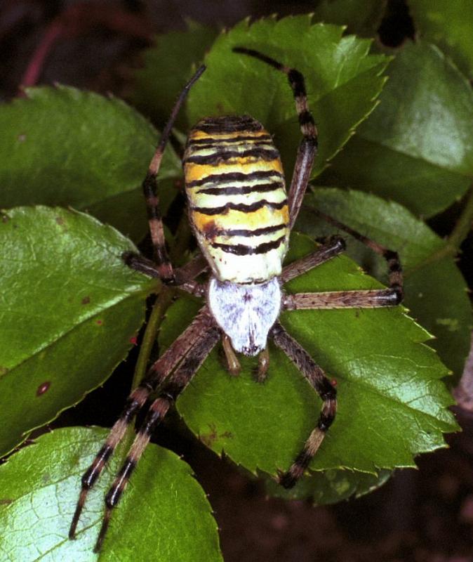 Argiope_bruennichi_F1899_Z_90_Les Gris_Frankrijk.jpg